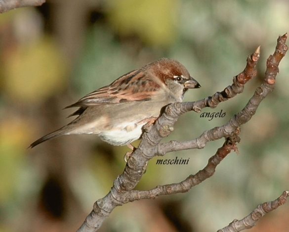 Passera mattugia Passer montanus -  Si discute di Ploceidae.